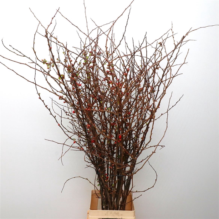 <h4>Chaenomeles Japonica Rood</h4>