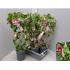 Aristol Macrophylla