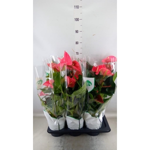 Anthurium andr. 'Maine'