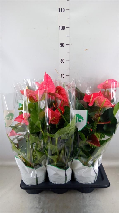 <h4>Anthurium andr. 'Maine'</h4>