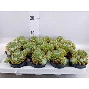 Sempervivum   ...