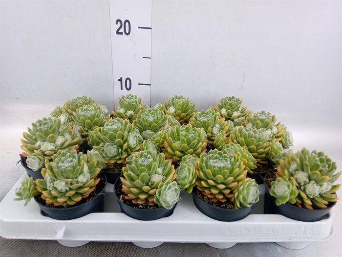 <h4>Sempervivum ...</h4>