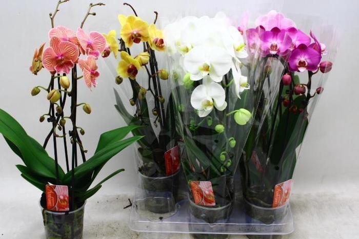 <h4>PHAL EL CASCADE</h4>