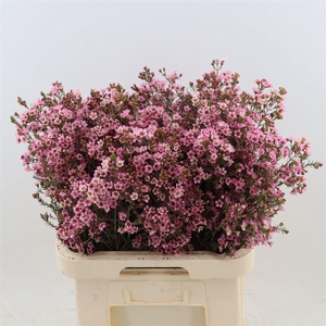 Chamelaucium 'Sarah's Delight'