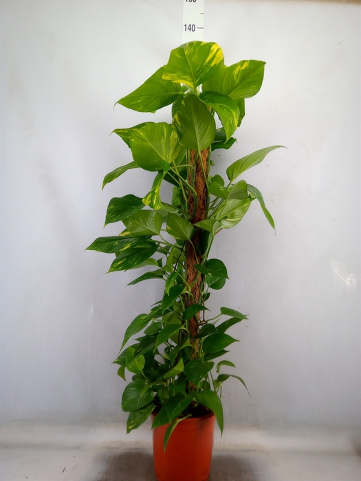 <h4>Epipremnum pinn.   ...moss stick</h4>