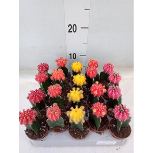 Gymnocalycium mihanov. 'Japan'  mix