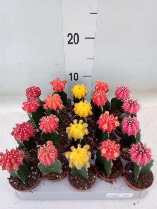 <h4>Gymnocalycium mihanov. 'Japan'  mix</h4>