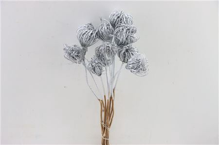 <h4>Dried Ammi Majus Silver Bunch Slv</h4>