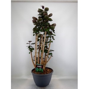 Polyscias scutellaria 'Fabian'