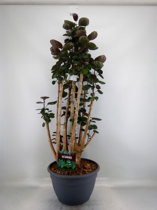 <h4>Polyscias scutellaria 'Fabian'</h4>