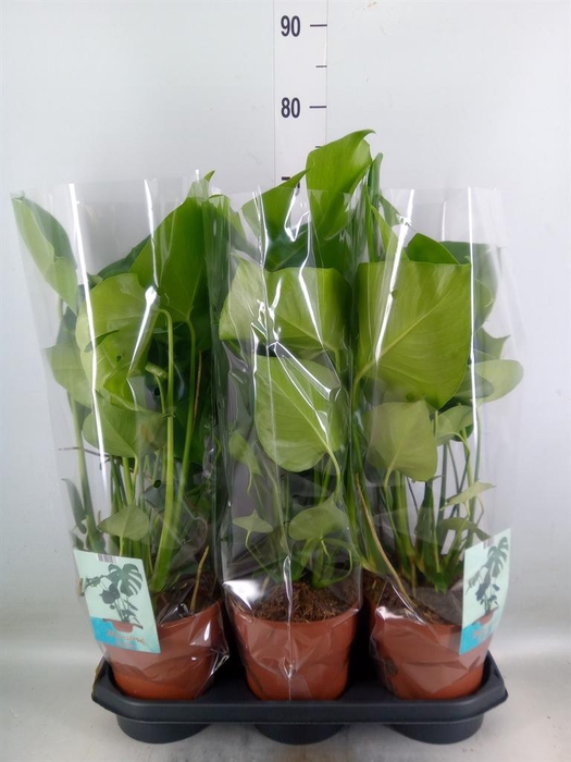 <h4>Monstera delic.</h4>