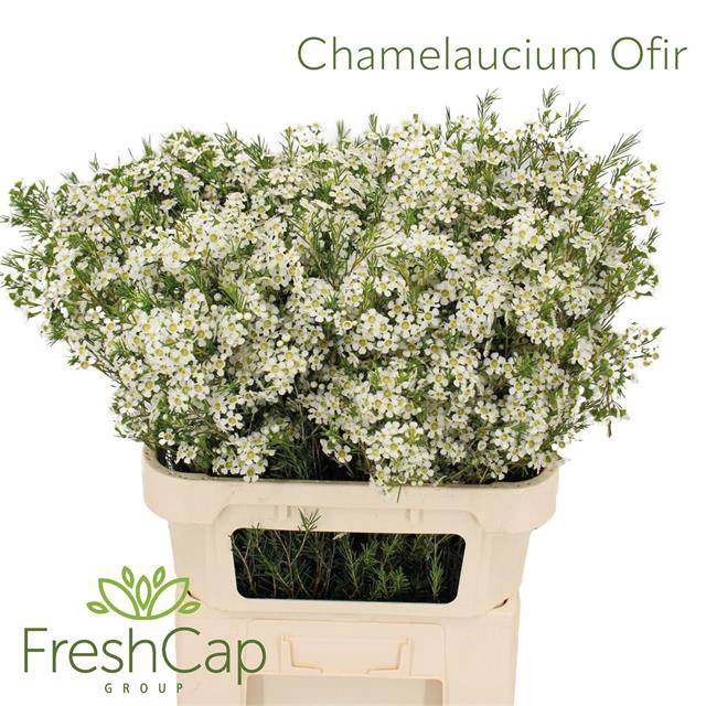 <h4>CHAME UN OFIR</h4>