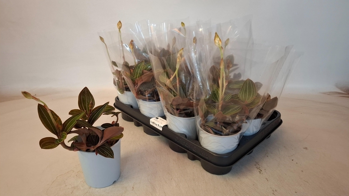 <h4>LUD DISCOLOR</h4>