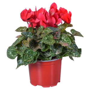 Cyclamen Rood met glitters in Ton sur Ton kweekpot (Kerst)