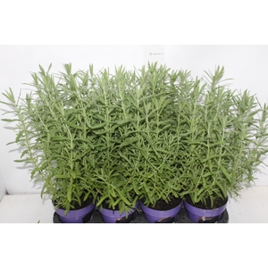LAVANDULA ANGUSTIFOL P14