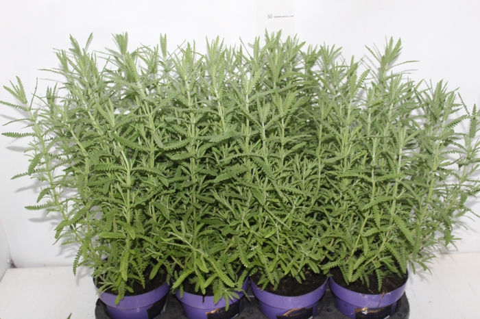 LAVANDULA ANGUSTIFOL P14