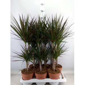 Dracaena   ...mix