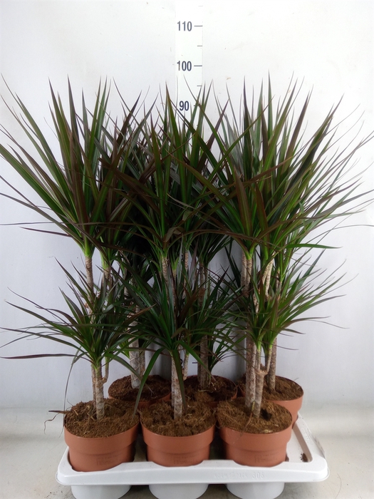 <h4>Dracaena   ...mix</h4>