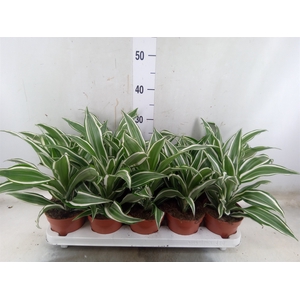 Dracaena frag. 'White Jewel'