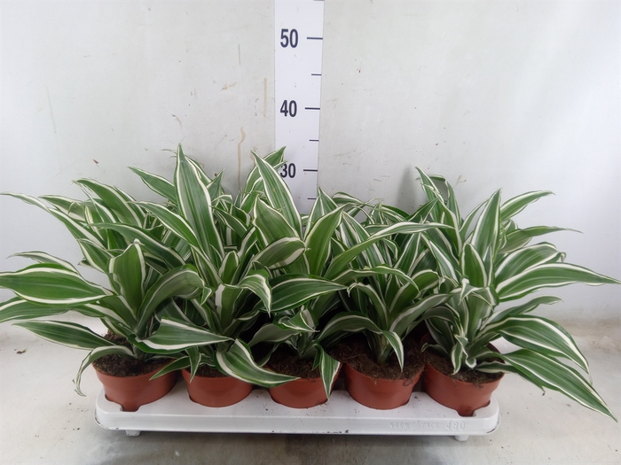 <h4>Dracaena frag. 'White Jewel'</h4>
