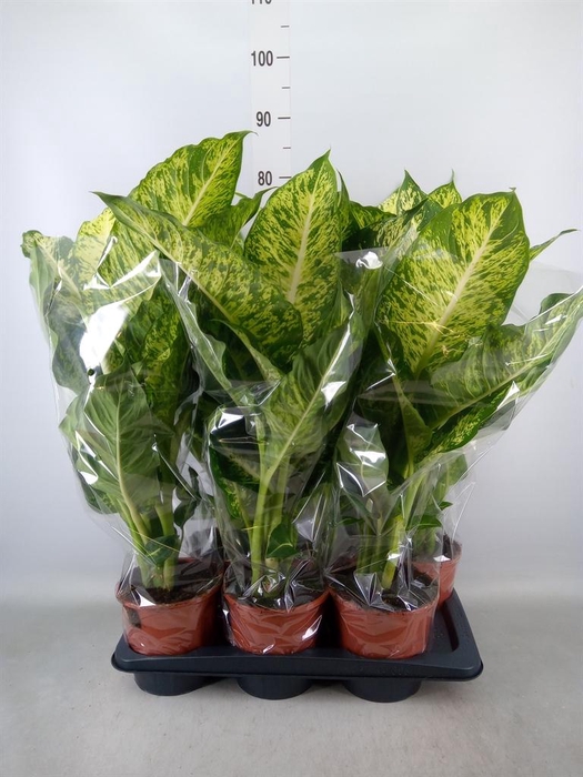 <h4>Dieffenbachia 'Mars'</h4>