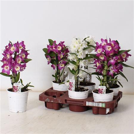 <h4>Dend Nobile 1-2 Branches</h4>