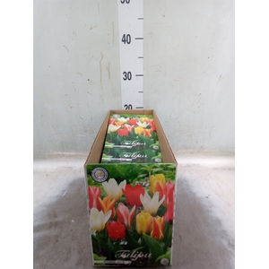 Tulipa   ...flowerbulbs