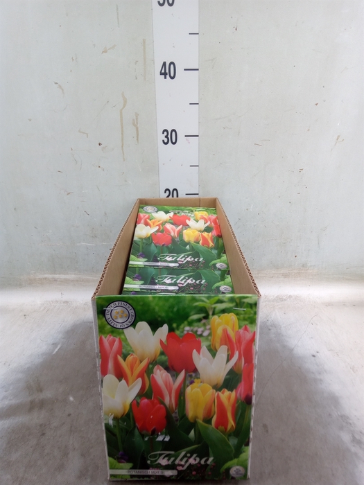 <h4>Tulipa   ...flowerbulbs</h4>