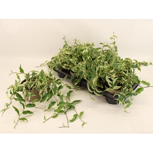 FICUS SAGITTATA
