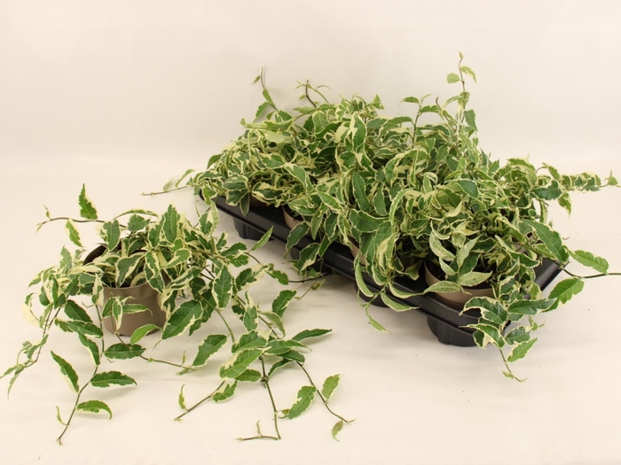 <h4>FICUS SAGITTATA</h4>