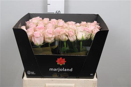 <h4>R Gr Sweet Dolomiti</h4>