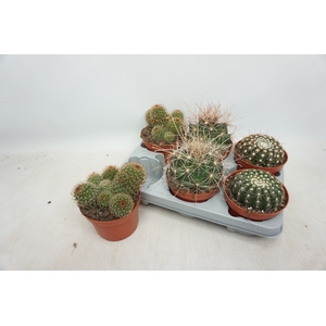 CACTUS GEM