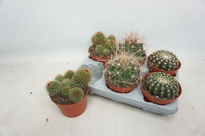 <h4>CACTUS GEM</h4>