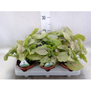 Syngonium   ...
