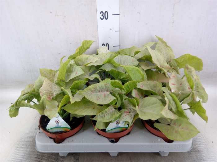 <h4>Syngonium   ...</h4>