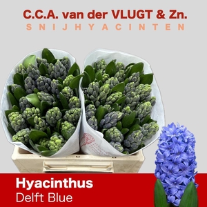 HYAC DELFT BLUE
