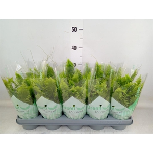 Nephrolepis exal. 'Green Moment'