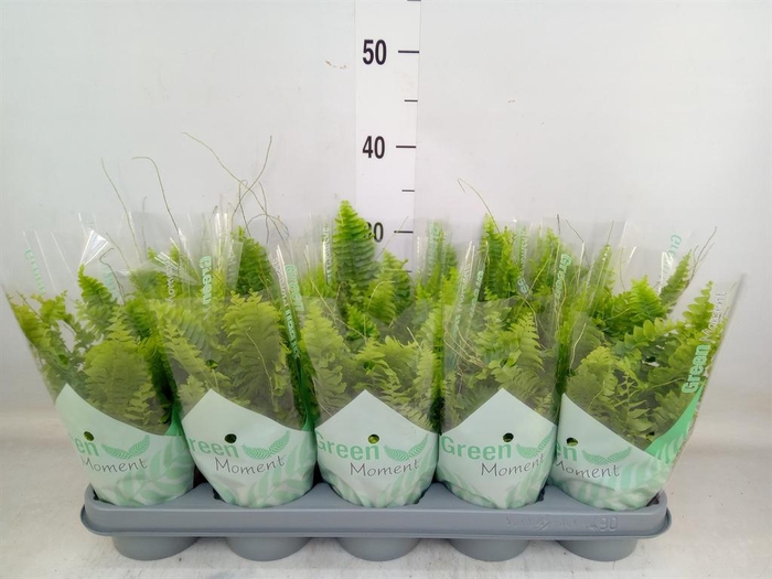 <h4>Nephrolepis exal. 'Green Moment'</h4>