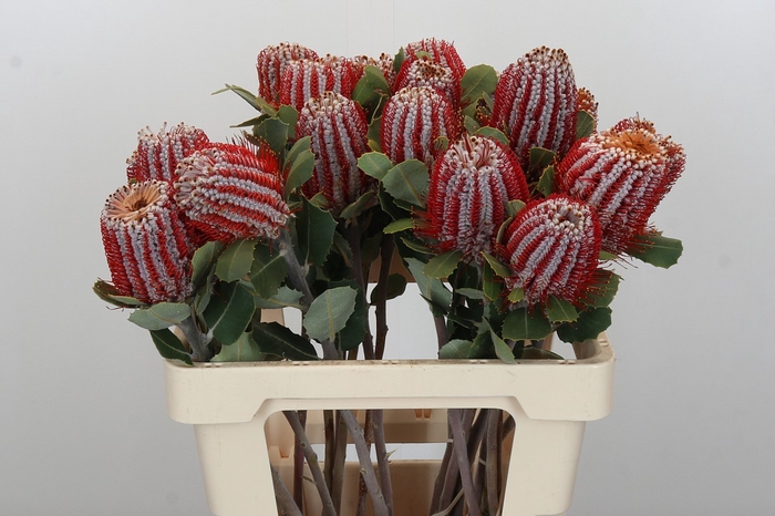 <h4>Banksia Coccinea</h4>