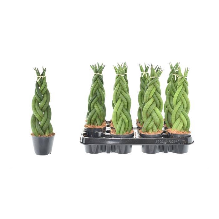 <h4>Sansevieria Cylindrica  Twist 8,5Ø 30cm</h4>
