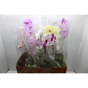 PHALAENOPSIS MIX P15