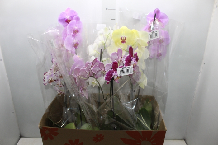 <h4>PHALAENOPSIS MIX P15</h4>