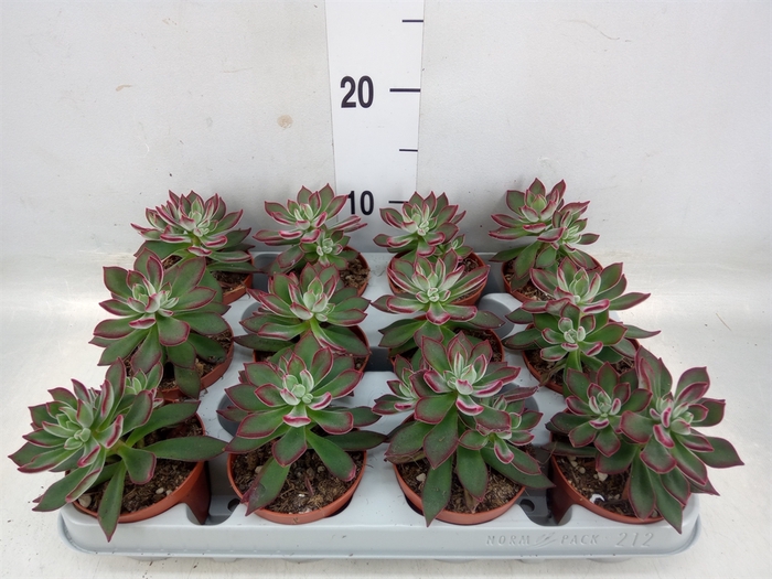 <h4>Echeveria pulvinata 'Devotion'</h4>