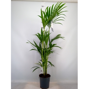 Howea forsteriana