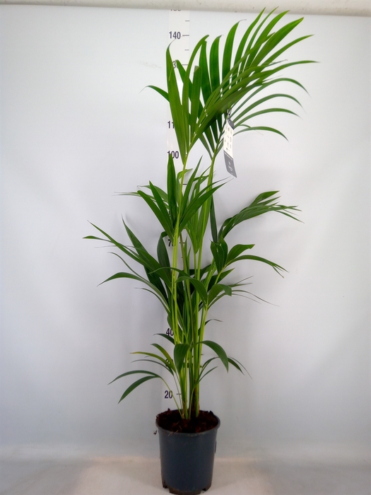 <h4>Howea forsteriana</h4>