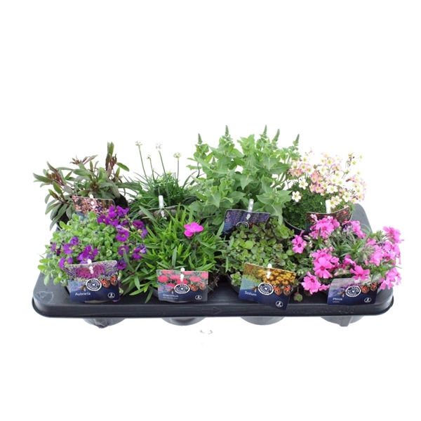 Vaste planten mix in tray