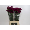 Dianthus St Purple Damascus