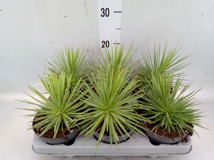 <h4>Agave stricta 'Nana'</h4>