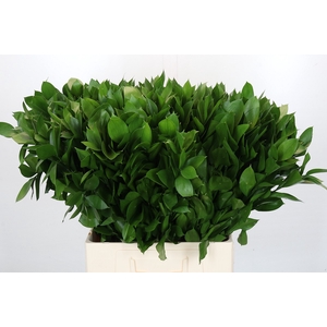 Ruscus Israel