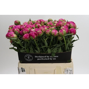 Paeonia Felix Crousse